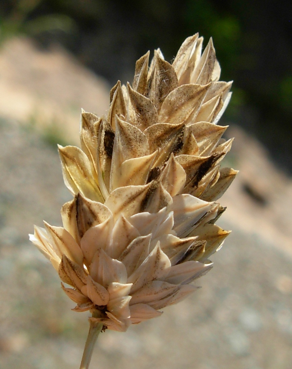 Phalaris canariensis L.